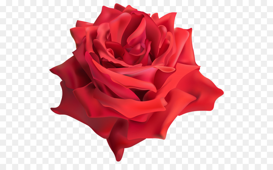 Rosa Roja，Floración PNG