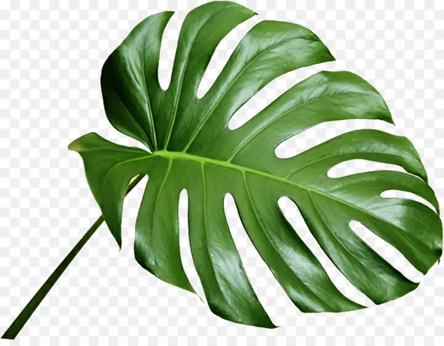 Hoja De Monstruo，Verde PNG