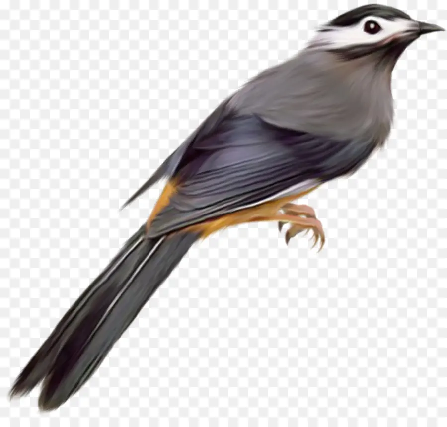 Pájaro，Común Estornino PNG