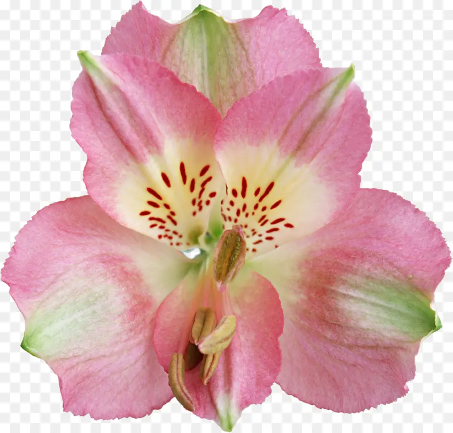 Flor，El Lirio De Los Incas PNG