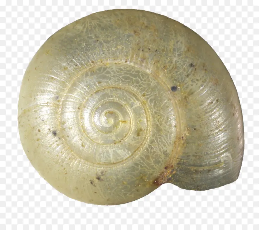 Caracol，Concha PNG