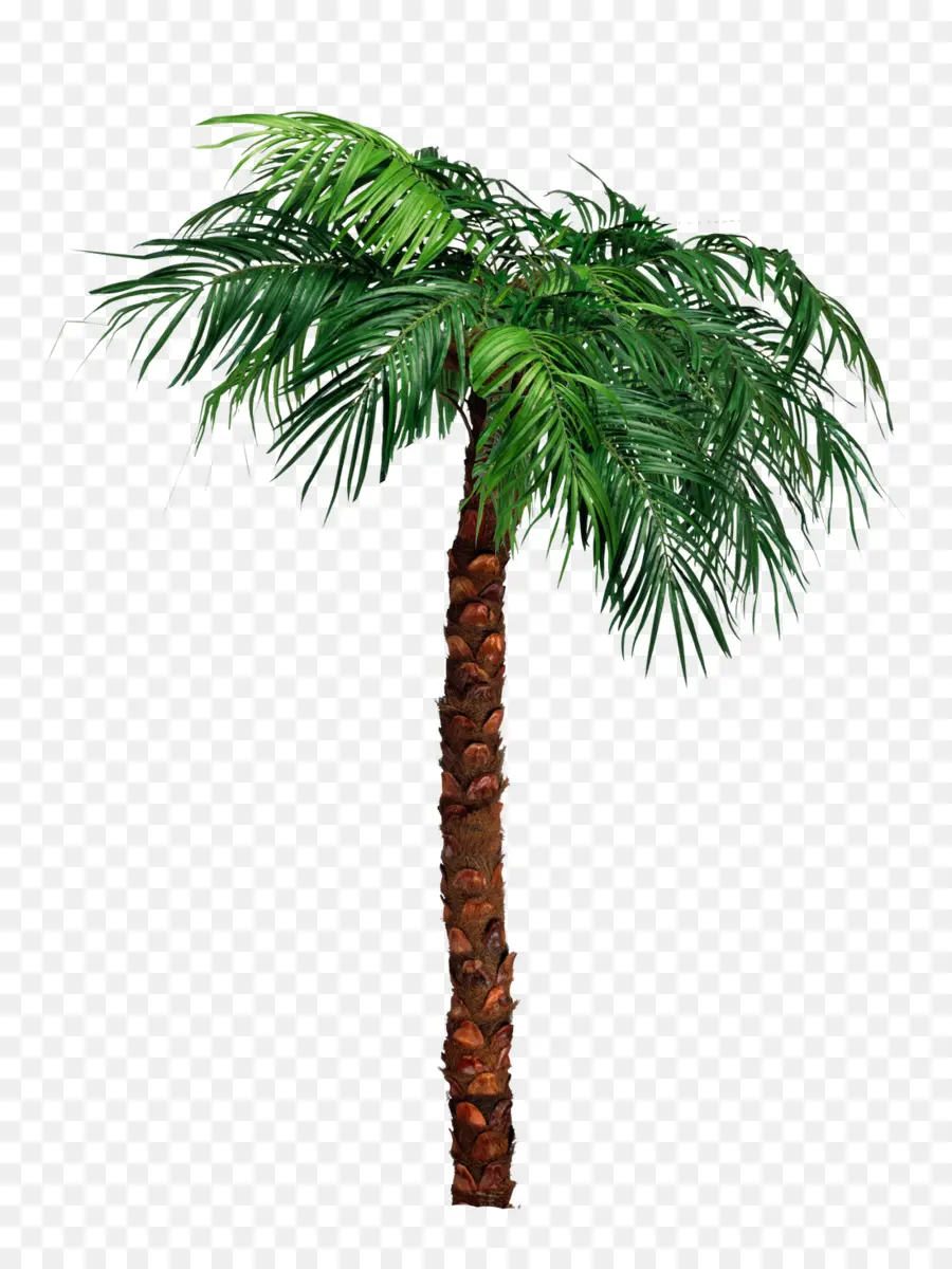 Arecaceae，árbol PNG