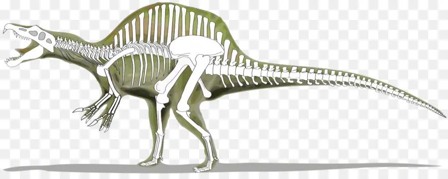 Spinosaurus，Tyrannosaurus PNG