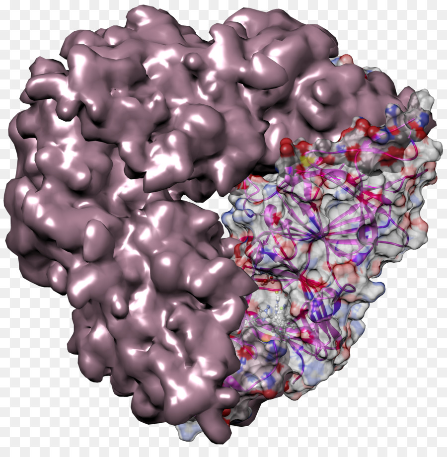 Estructura De La Proteína，Molécula PNG