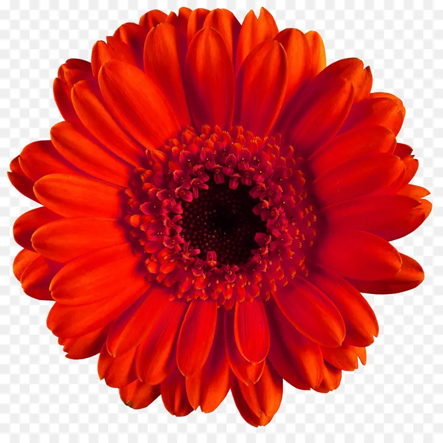 Transvaal Daisy，Común Daisy PNG