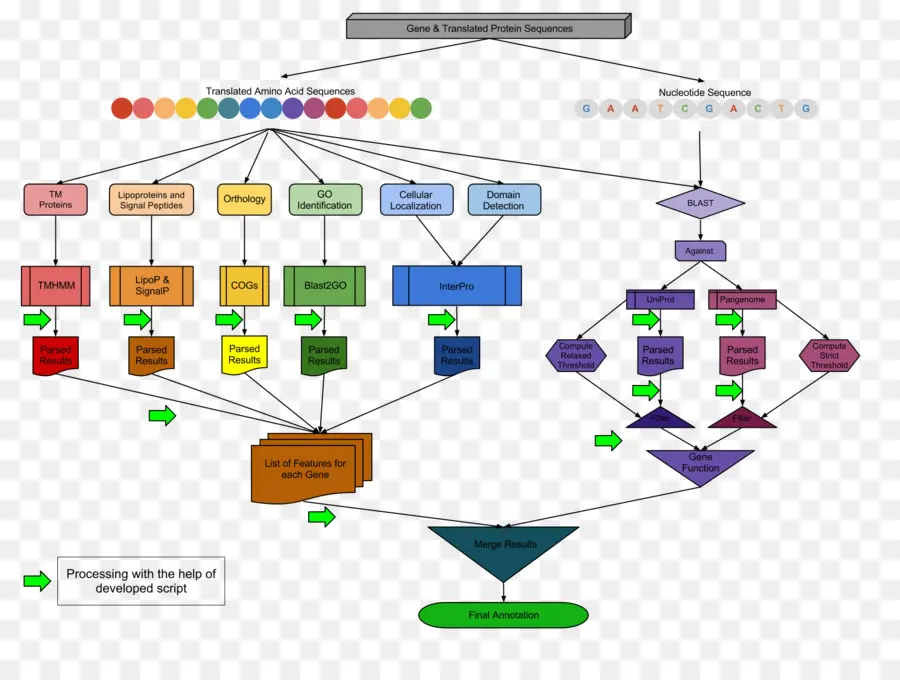 Diagrama De Flujo，Haemophilus Haemolyticus PNG