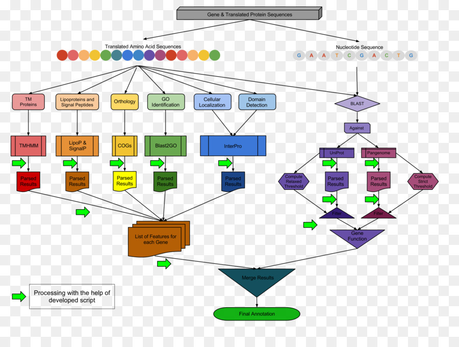 Diagrama De Flujo, Haemophilus Haemolyticus, Las Bacterias imagen png ...