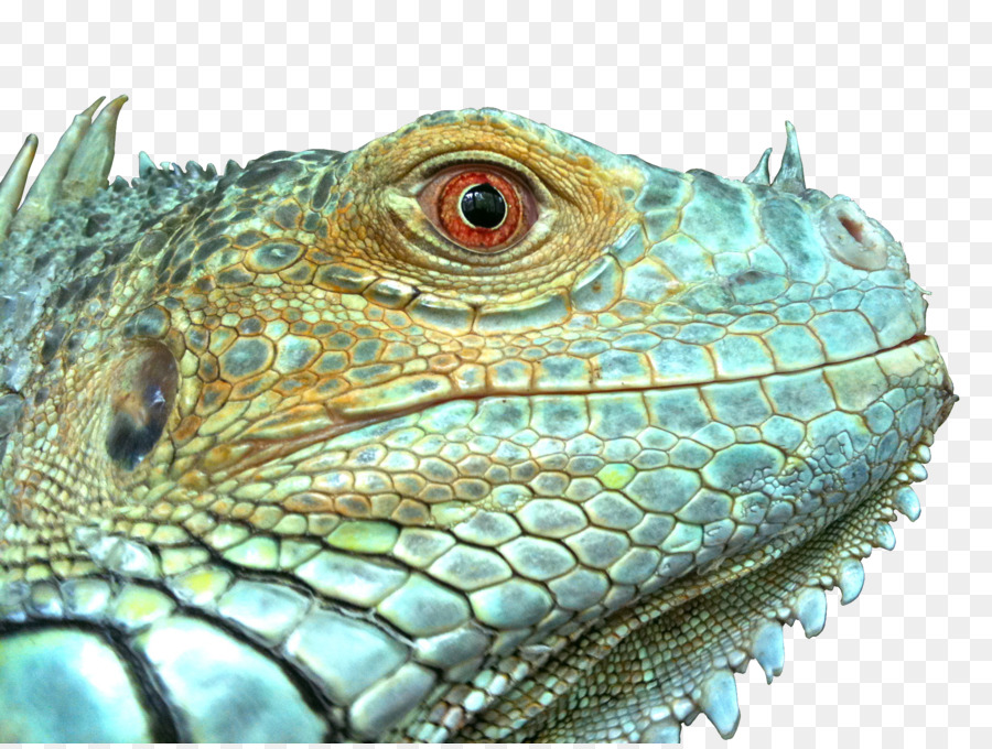 Lagarto，Reptiles PNG