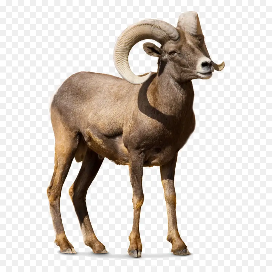 Ovejas，Argali PNG