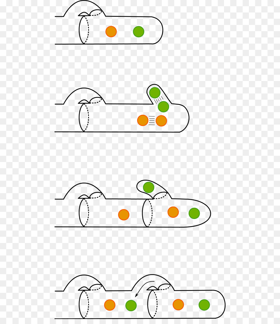 Conexión De Abrazadera，Hongo PNG