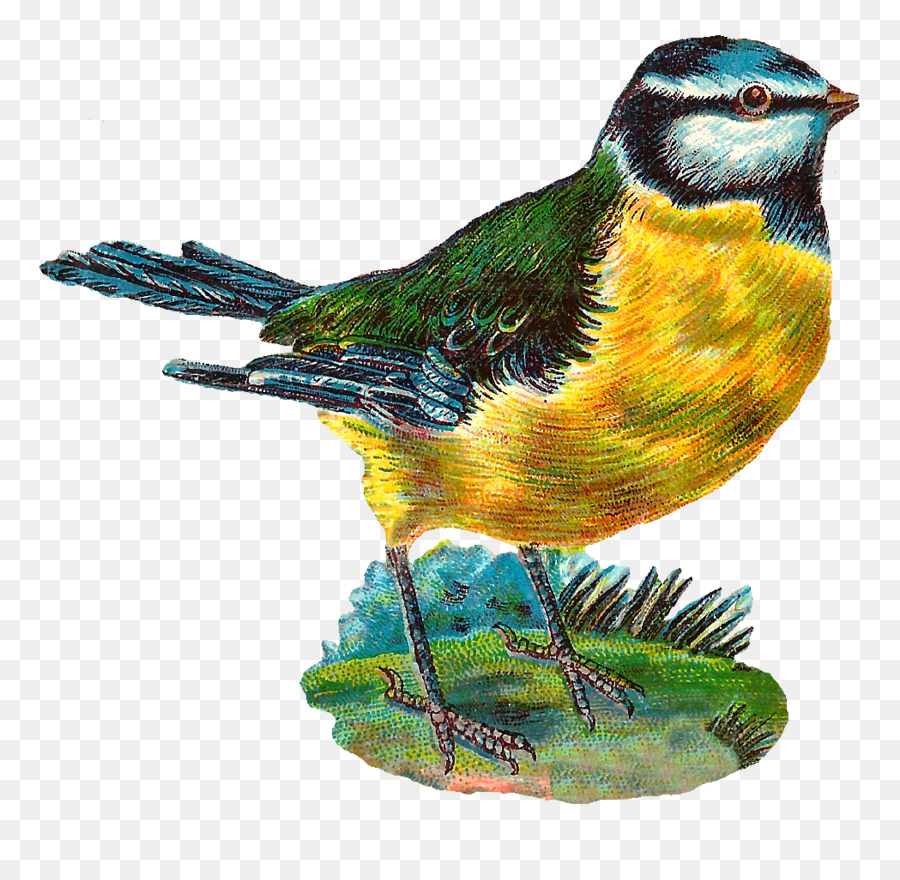 Pájaro，Finch PNG