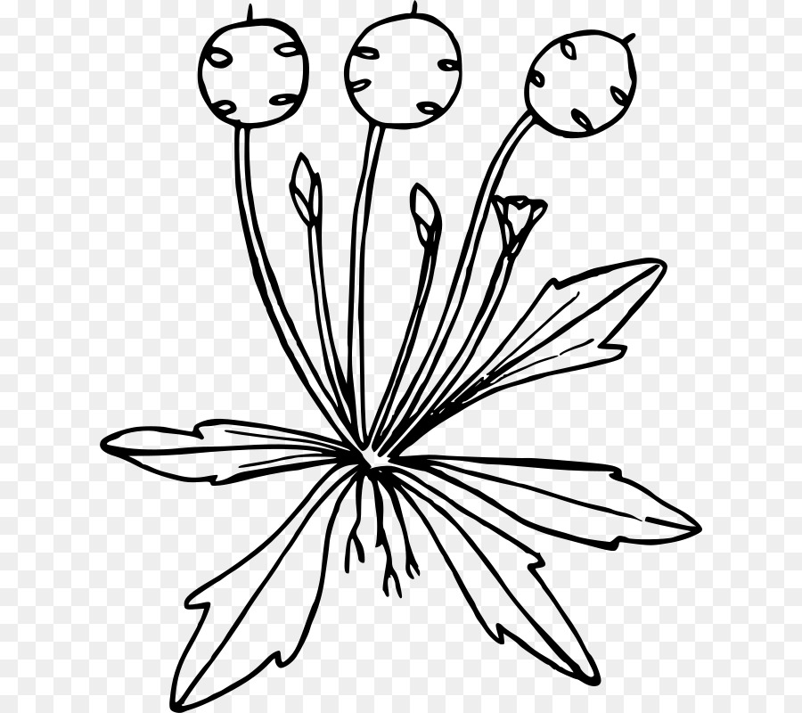 Diente De León Dibujo，Flor PNG