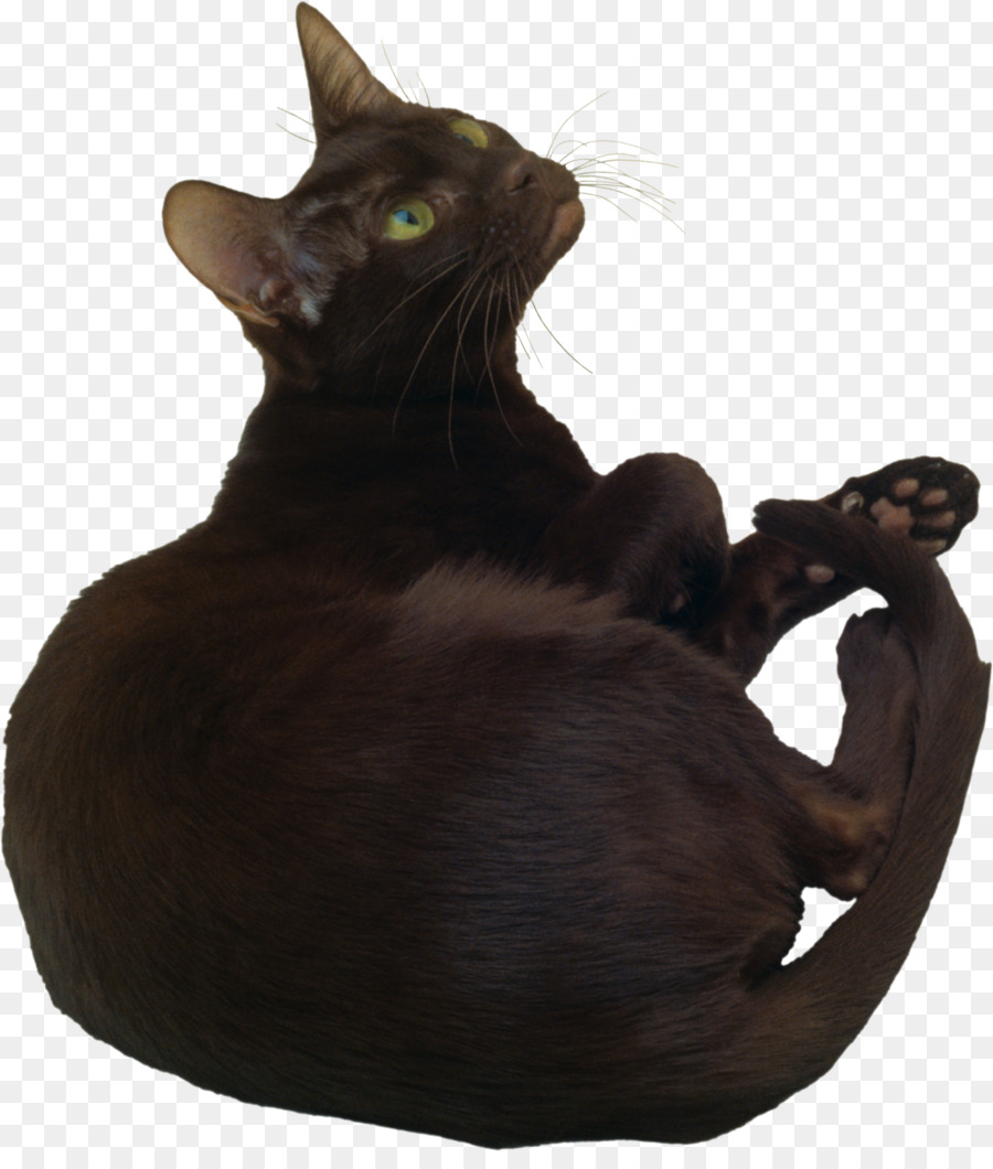 Gato Birmano，La Habana Brown PNG