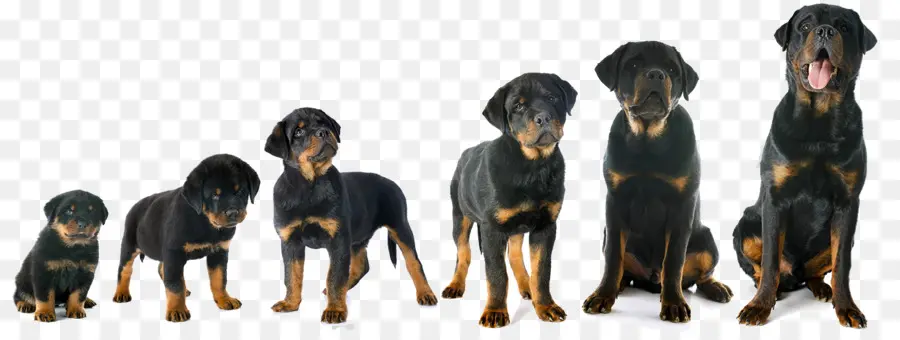 Etapas De Crecimiento Del Rottweiler，Rottweiler PNG