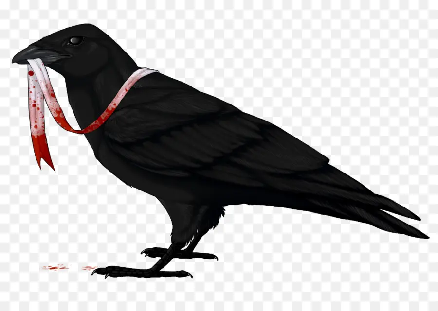 American Cuervo，Raven PNG