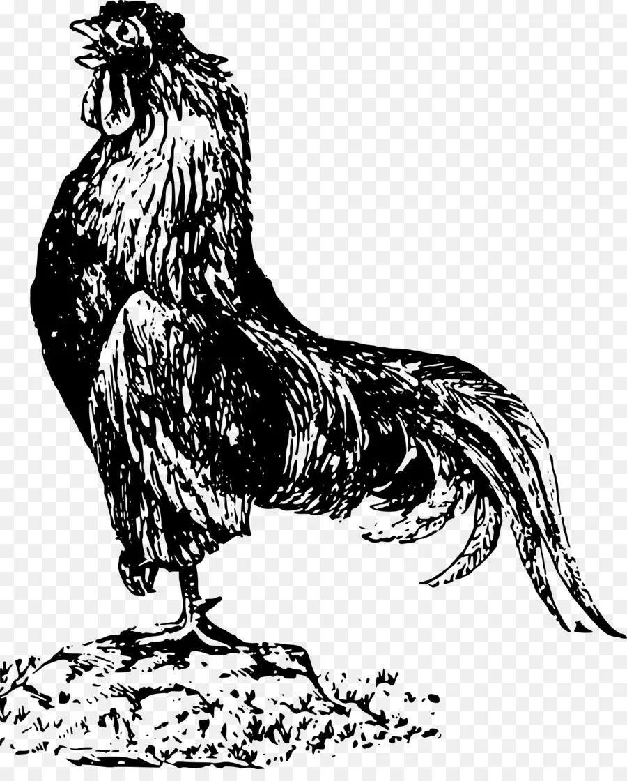 Gallo，Pollo PNG