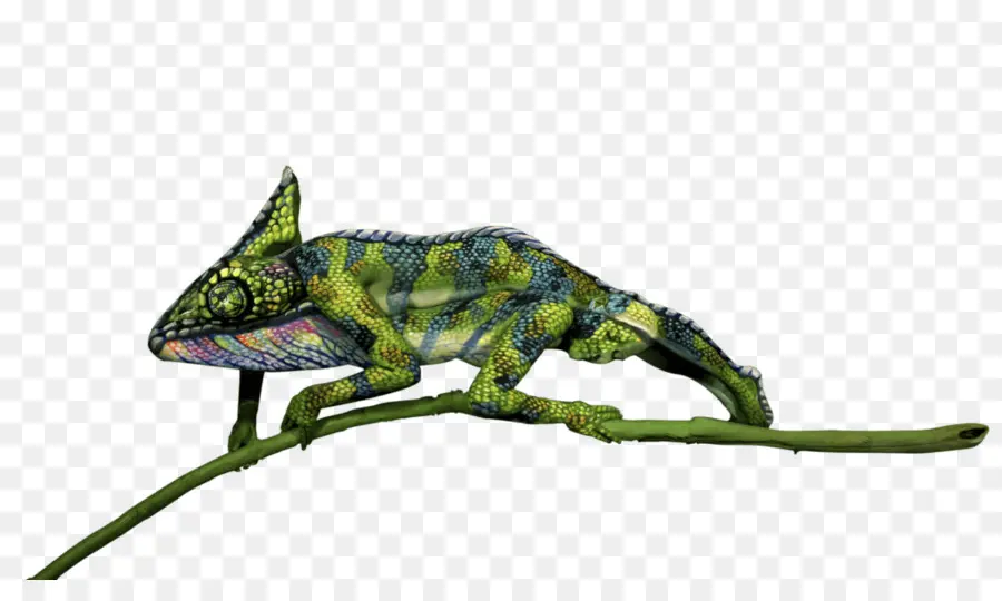 Camaleón，Reptil PNG