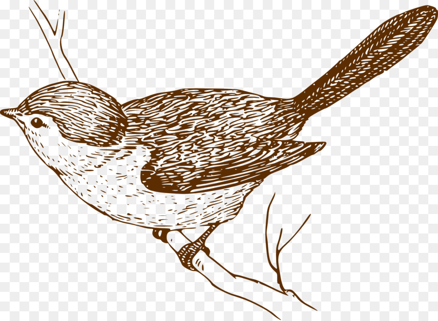 Pájaro，Plumas PNG