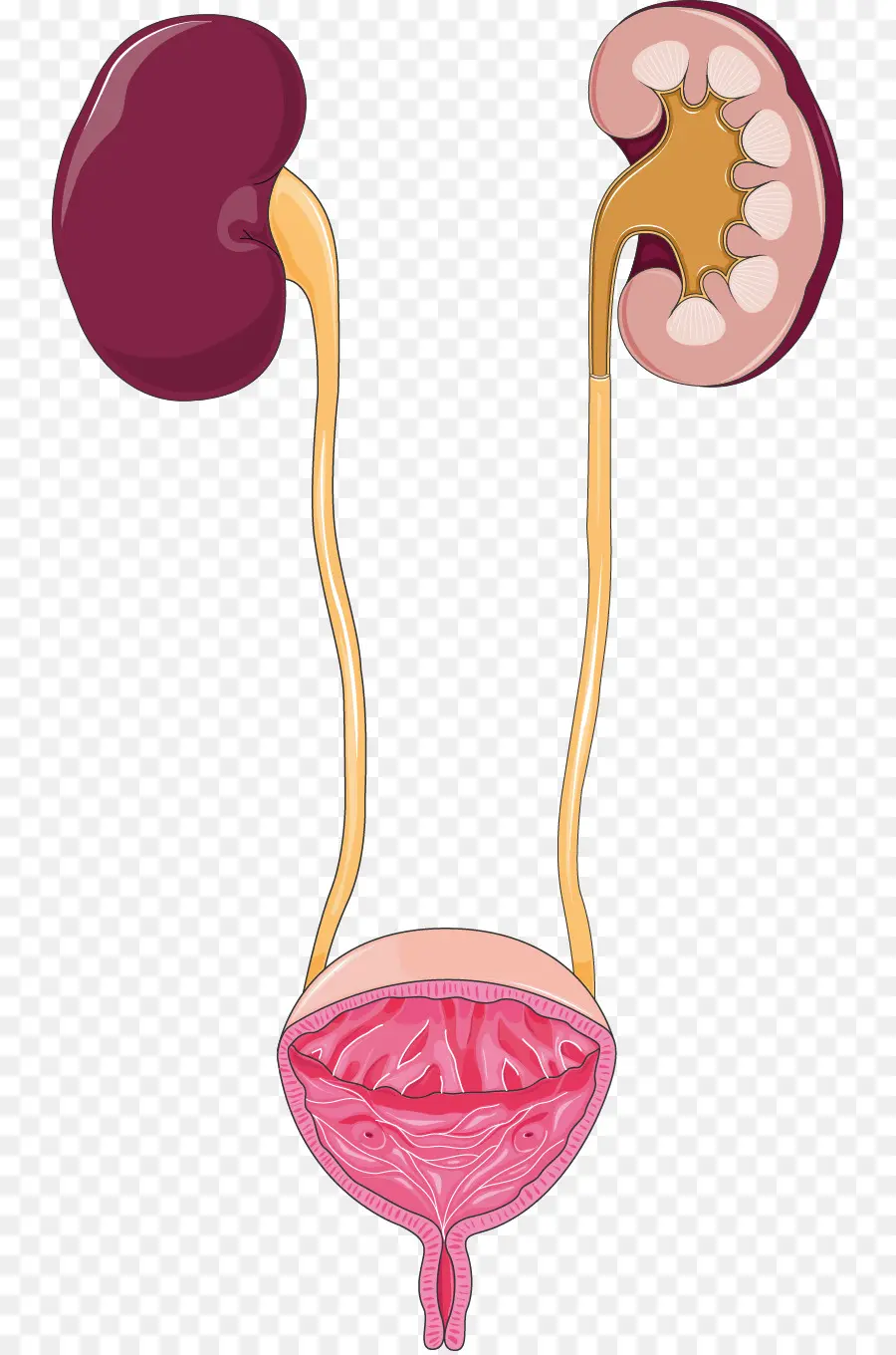 Infección Del Tracto Urinario，Sistema Excretor PNG