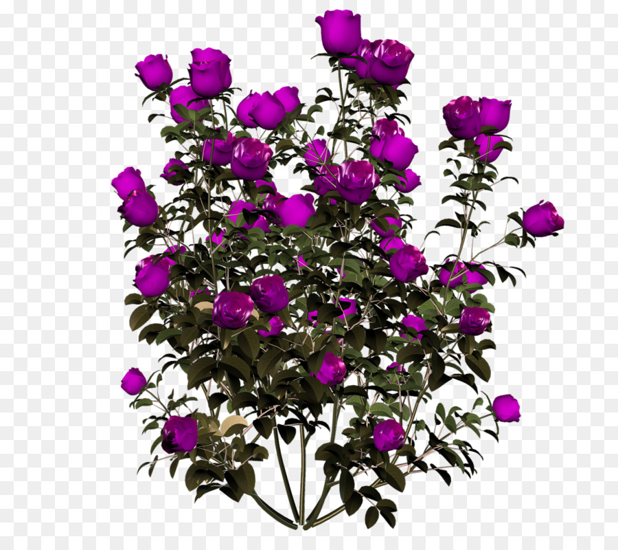 Rosas Moradas，Floreciente PNG