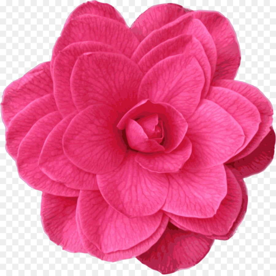 Camelia Japonesa，Camelia PNG