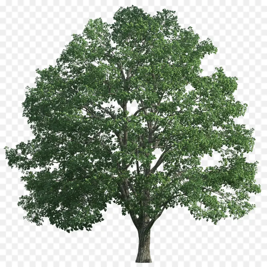 árbol Verde，árbol PNG