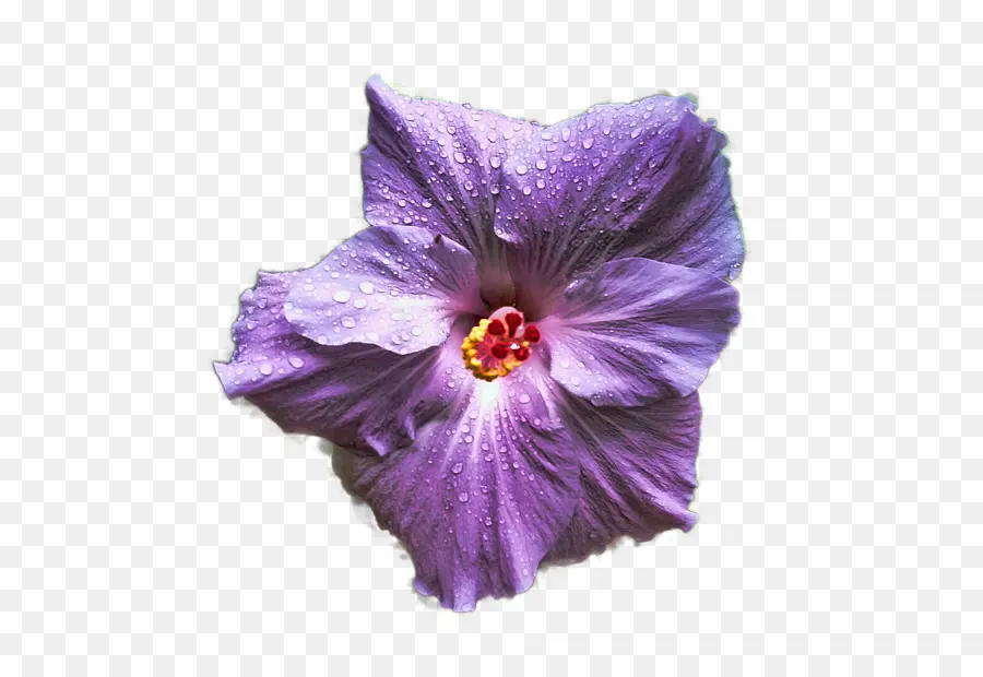 Mallows，Hibiscus PNG