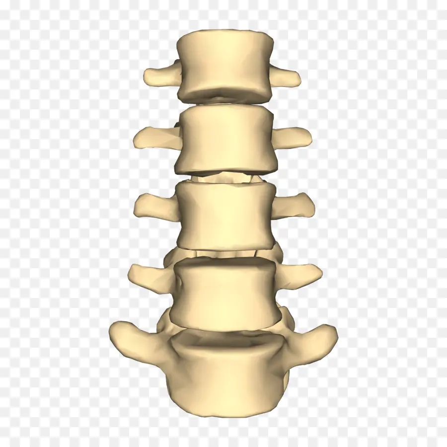 Las Vértebras Lumbares，La Columna Vertebral PNG