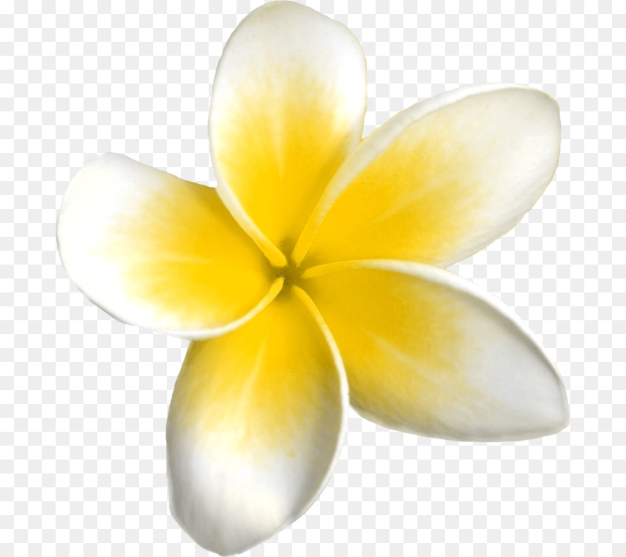 Flores De Plumeria，Florecer PNG