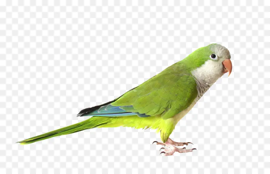 Cotorra，Parrot PNG