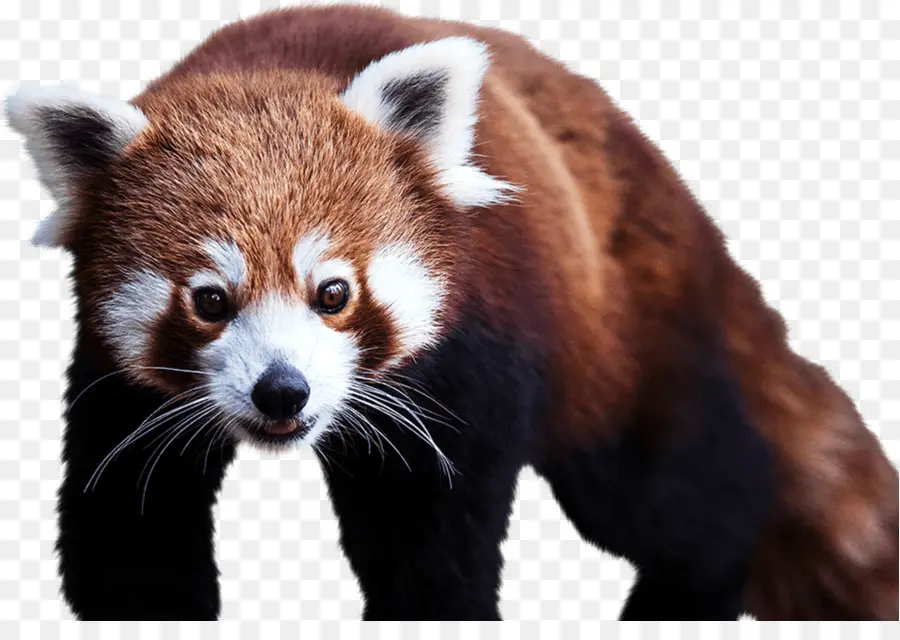 Panda Rojo，Mamífero PNG