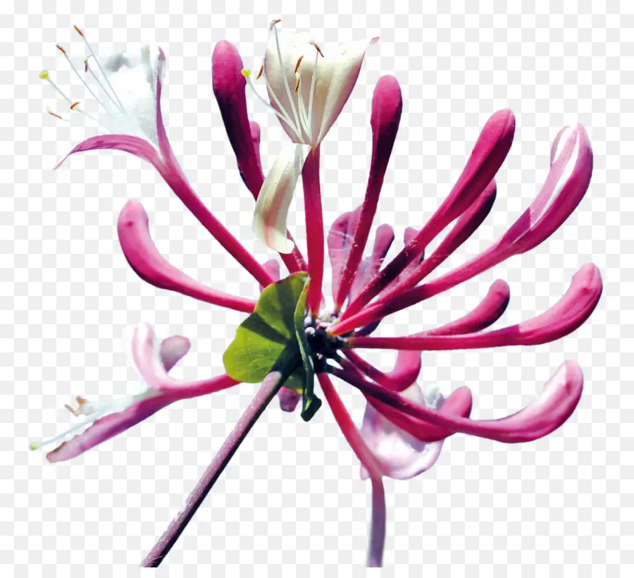 Flor，Madreselva PNG