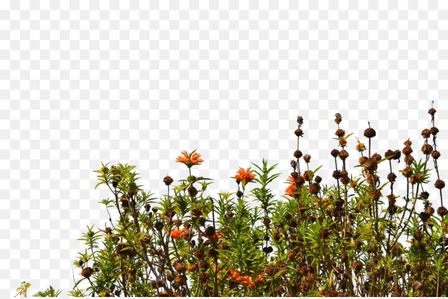 Plantas Silvestres，Naturaleza PNG