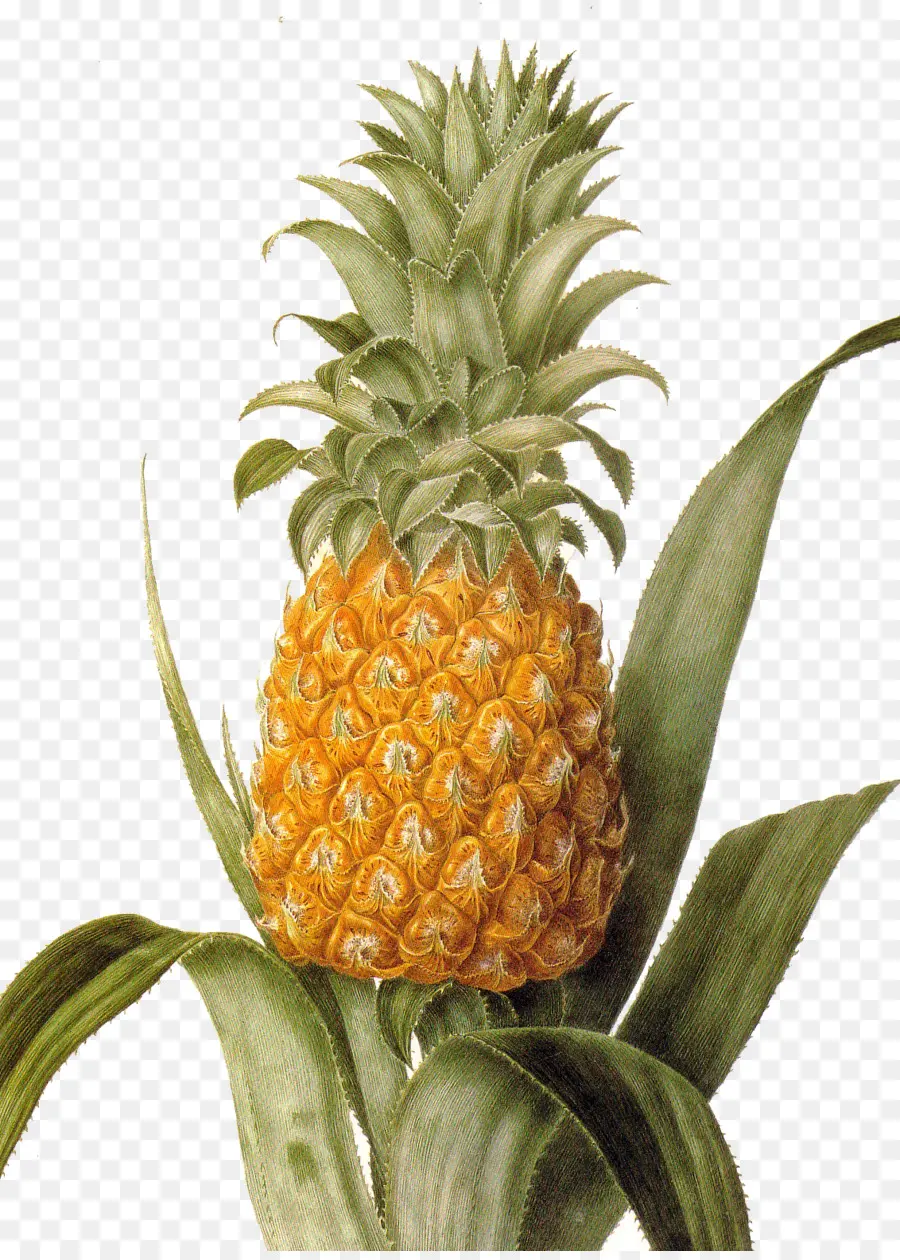 Piña，Litografía PNG