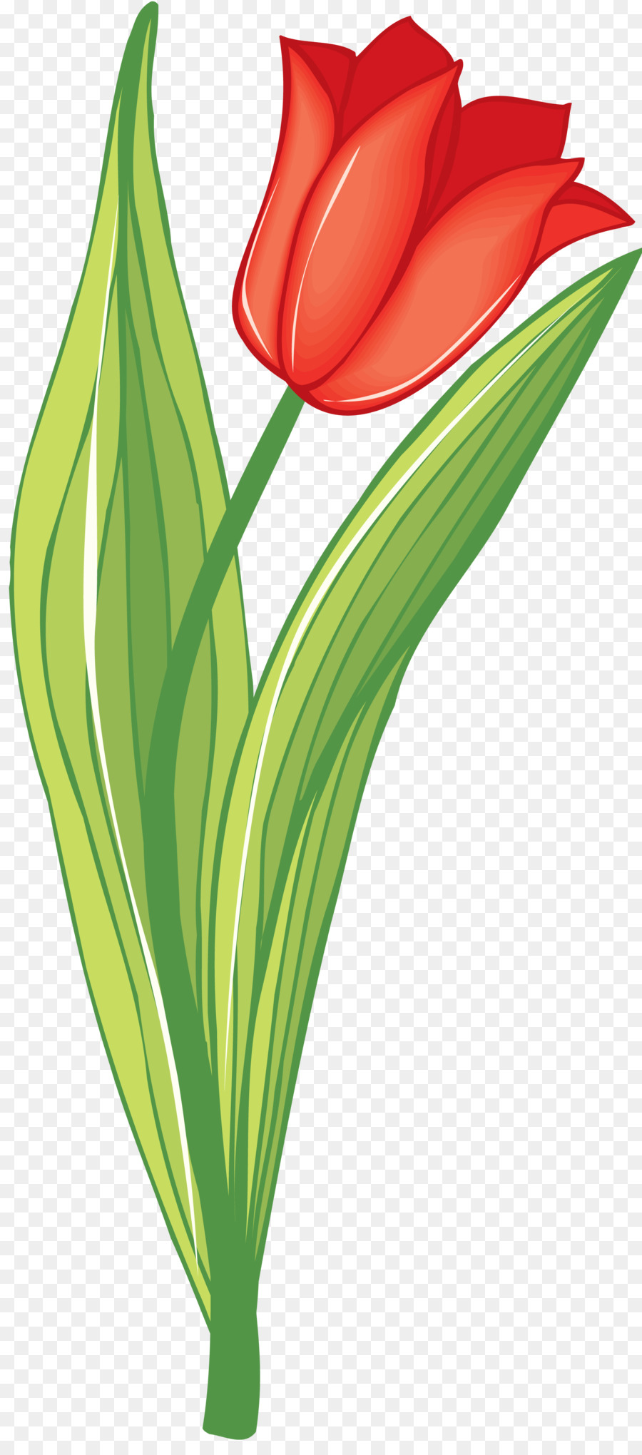 Flor，Rojo PNG