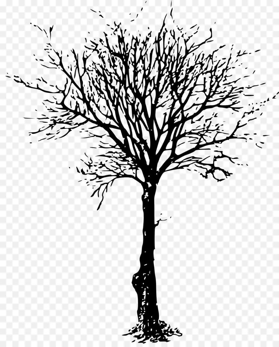 árbol，Rama PNG