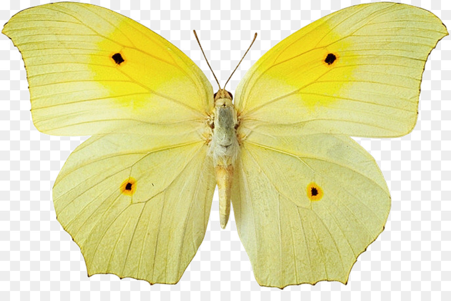 Mariposa Amarilla，Naturaleza PNG