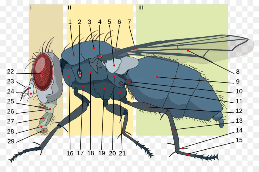 Mosca，Los Insectos PNG