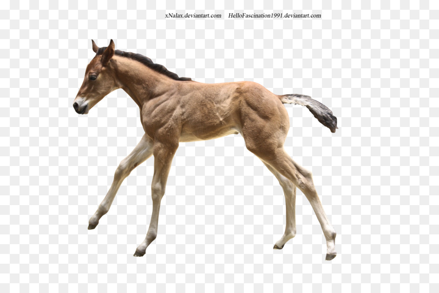 Potro，Caballo PNG