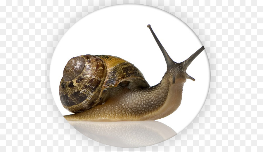 Caracol，Baba Caracol PNG