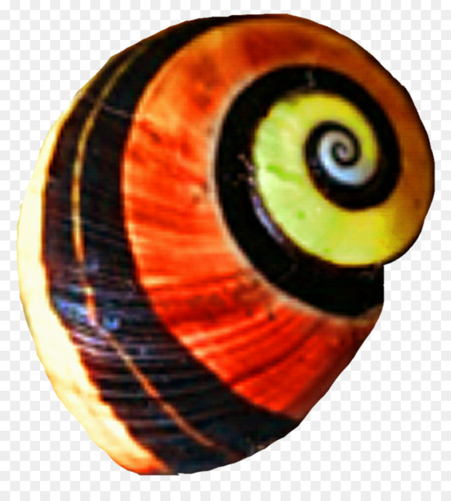 Concha De Caracol，Caracol PNG