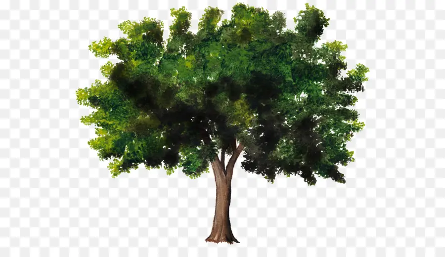 árbol，Planta PNG