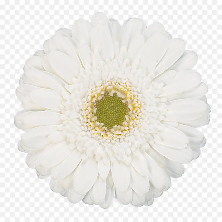 Flor，Margarita PNG