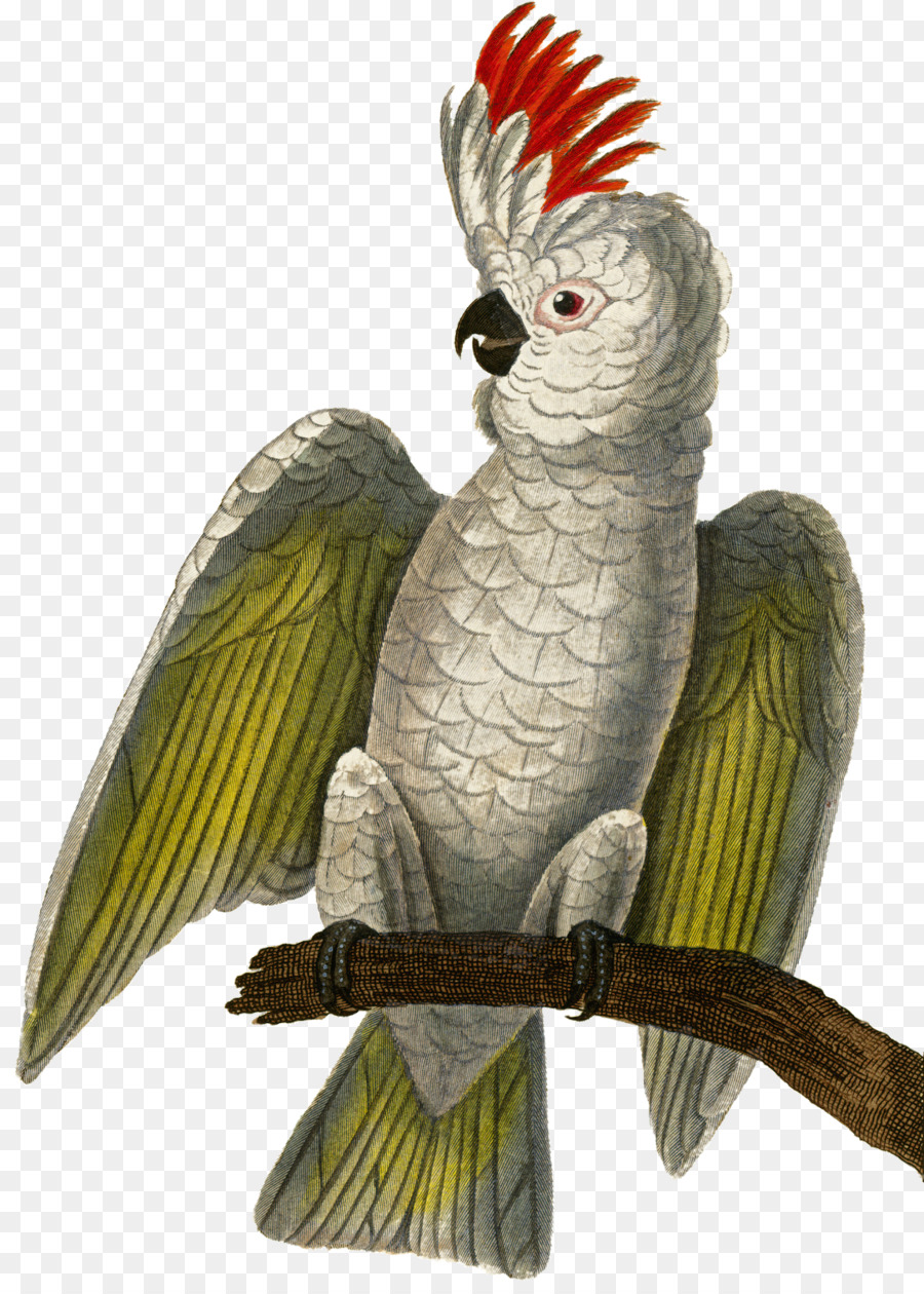 Loro Blanco，Cacatúa PNG