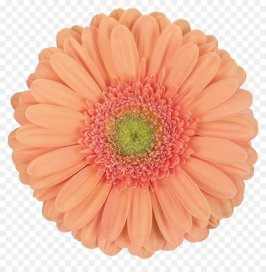 Flor Rosa，Florecer PNG