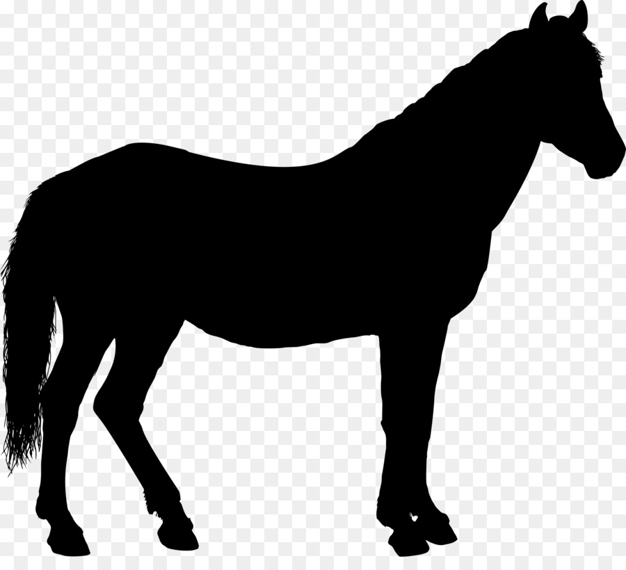 Caballo，Equino PNG