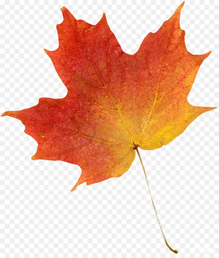 Hojas De Otoño，Caer PNG