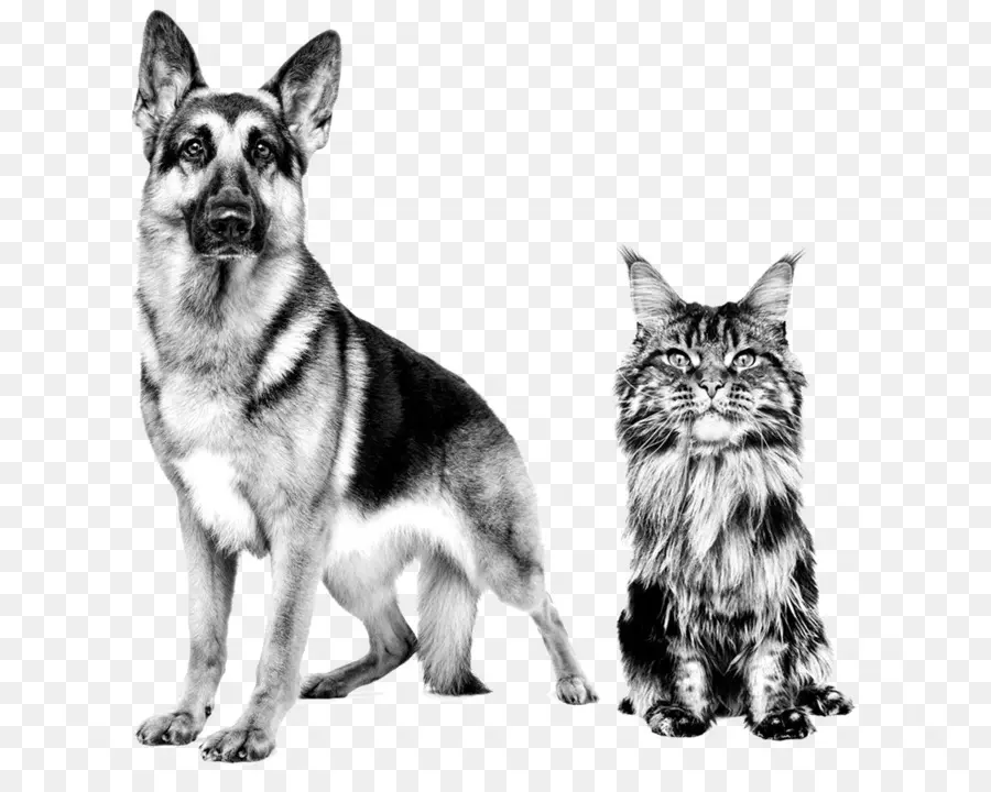 Perro Y Gato，Pastor Alemán PNG