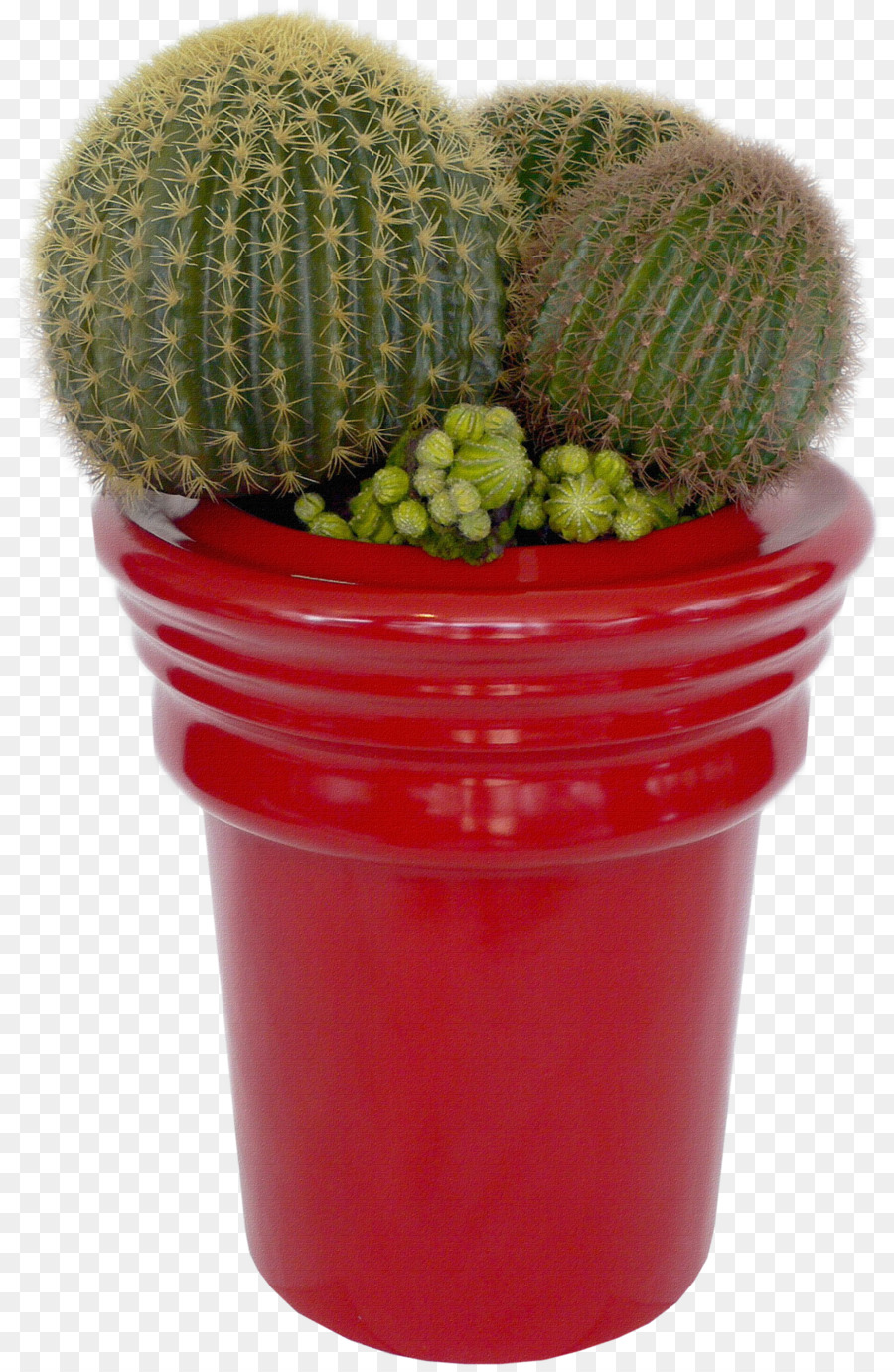 Cactaceae，Planta Suculenta PNG