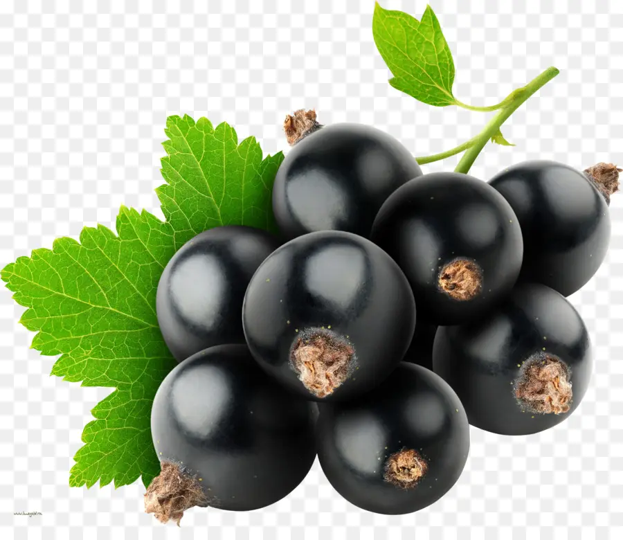 Jugo，Grosella Negra PNG